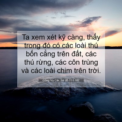 Picture 07 - Công Vụ Các Sứ đồ 11:6 VIE - Ta xem xét kỹ càng, thấy trong đó có - Bible Verse Picture