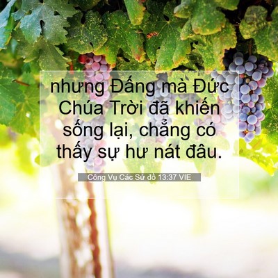 Picture 07 - Công Vụ Các Sứ đồ 13:37 VIE - nhưng Đấng mà Đức Chúa Trời đã - Bible Verse Picture