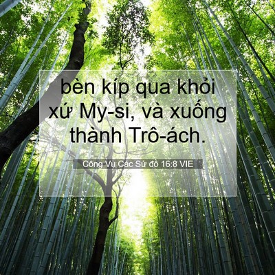 Picture 07 - Công Vụ Các Sứ đồ 16:8 VIE - bèn kíp qua khỏi xứ My-si, và xuống - Bible Verse Picture
