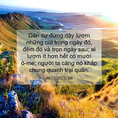 Picture 07 - Dân Số 11:32 VIE - Dân sự đứng dậy lượm những cút - Bible Verse Picture