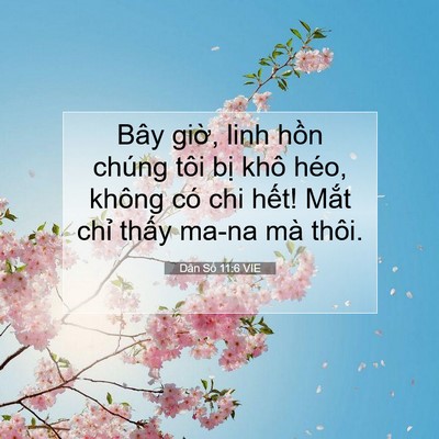 Picture 07 - Dân Số 11:6 VIE - Bây giờ, linh hồn chúng tôi bị khô - Bible Verse Picture