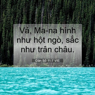 Picture 07 - Dân Số 11:7 VIE - Vả, Ma-na hình như hột ngò, sắc như - Bible Verse Picture