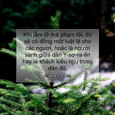 Picture 07 - Dân Số 15:29 VIE - Khi lầm lỡ mà phạm tội, thì sẽ có - Bible Verse Picture