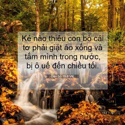Picture 07 - Dân Số 19:8 VIE - Kẻ nào thiêu con bò cái tơ phải giặt - Bible Verse Picture
