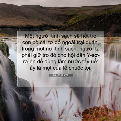 Picture 07 - Dân Số 19:9 VIE - Một người tinh sạch sẽ hốt tro con bò - Bible Verse Picture