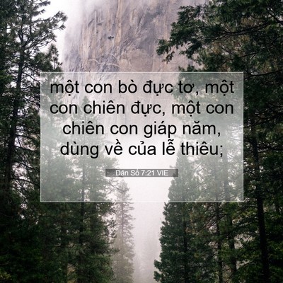 Picture 07 - Dân Số 7:21 VIE - một con bò đực tơ, một con chiên - Bible Verse Picture