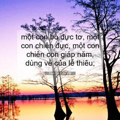 Picture 07 - Dân Số 7:69 VIE - một con bò đực tơ, một con chiên - Bible Verse Picture