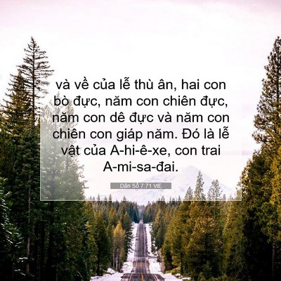 Picture 07 - Dân Số 7:71 VIE - và về của lễ thù ân, hai con bò đực, - Bible Verse Picture