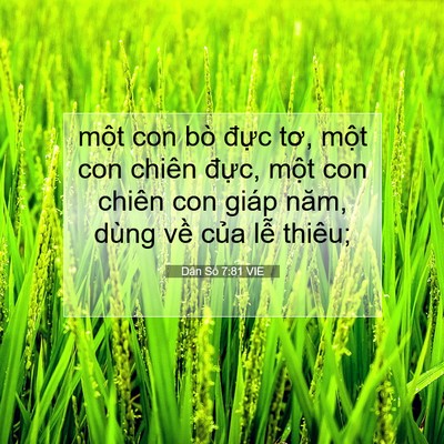 Picture 07 - Dân Số 7:81 VIE - một con bò đực tơ, một con chiên - Bible Verse Picture