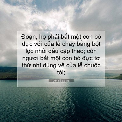 Picture 07 - Dân Số 8:8 VIE - Đoạn, họ phải bắt một con bò đực - Bible Verse Picture