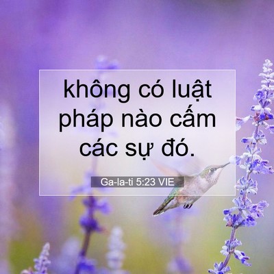 Picture 07 - Ga-la-ti 5:23 VIE - không có luật pháp nào cấm các sự - Bible Verse Picture