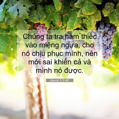 Picture 07 - Gia-cơ 3:3 VIE - Chúng ta tra hàm thiếc vào miệng ngựa, - Bible Verse Picture