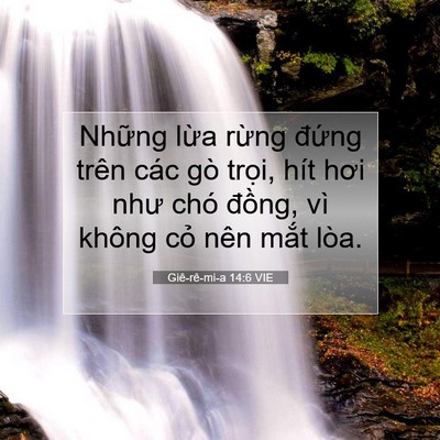 Picture 07 - Giê-rê-mi-a 14:6 VIE - Những lừa rừng đứng trên các gò - Bible Verse Picture