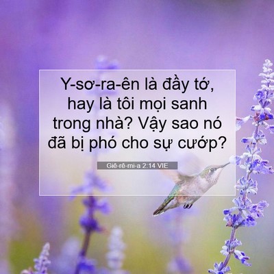 Picture 07 - Giê-rê-mi-a 2:14 VIE - Y-sơ-ra-ên là đầy tớ, hay là tôi mọi - Bible Verse Picture