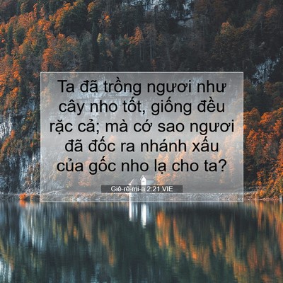 Picture 07 - Giê-rê-mi-a 2:21 VIE - Ta đã trồng ngươi như cây nho tốt, - Bible Verse Picture
