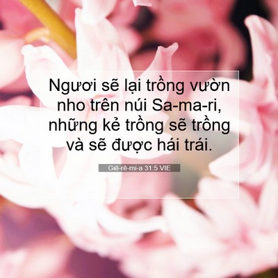 Picture 07 - Giê-rê-mi-a 31:5 VIE - Ngươi sẽ lại trồng vườn nho trên núi - Bible Verse Picture