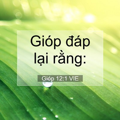 Picture 07 - Gióp 12:1 VIE - Gióp đáp lại - Bible Verse Picture