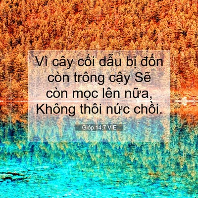 Picture 07 - Gióp 14:7 VIE - Vì cây cối dẫu bị đốn còn trông - Bible Verse Picture