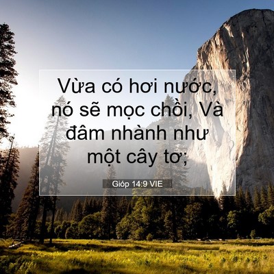 Picture 07 - Gióp 14:9 VIE - Vừa có hơi nước, nó sẽ mọc chồi, - Bible Verse Picture