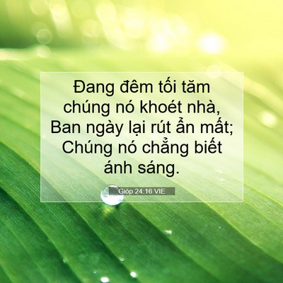 Picture 07 - Gióp 24:16 VIE - Đang đêm tối tăm chúng nó khoét nhà, - Bible Verse Picture