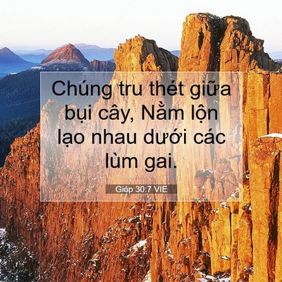 Picture 07 - Gióp 30:7 VIE - Chúng tru thét giữa bụi cây, Nằm lộn - Bible Verse Picture