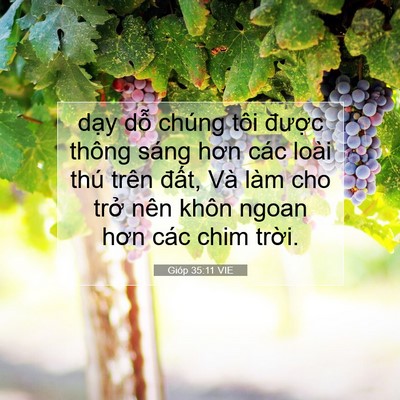 Picture 07 - Gióp 35:11 VIE - dạy dỗ chúng tôi được thông sáng hơn - Bible Verse Picture
