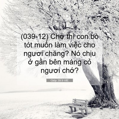 Picture 07 - Gióp 39:9 VIE - (039-12) Chớ thì con bò tót muốn làm - Bible Verse Picture