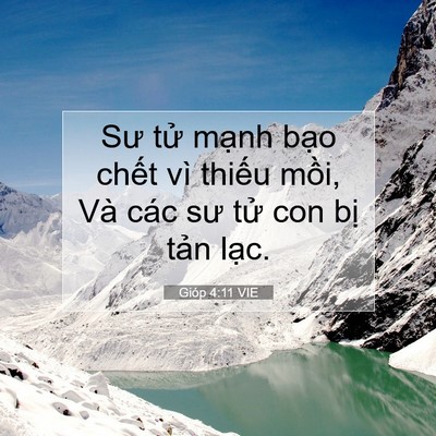 Picture 07 - Gióp 4:11 VIE - Sư tử mạnh bạo chết vì thiếu mồi, - Bible Verse Picture