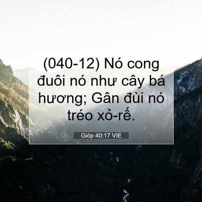 Picture 07 - Gióp 40:17 VIE - (040-12) Nó cong đuôi nó như cây bá - Bible Verse Picture
