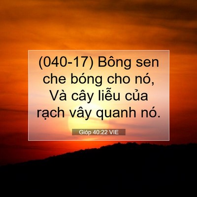 Picture 07 - Gióp 40:22 VIE - (040-17) Bông sen che bóng cho nó, Và cây - Bible Verse Picture