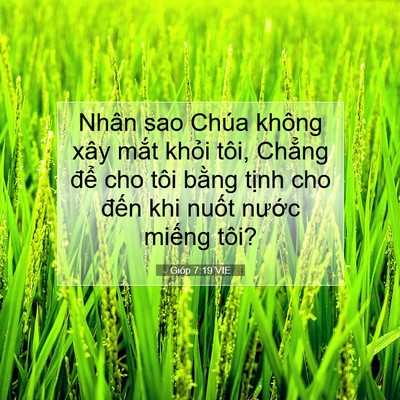 Picture 07 - Gióp 7:19 VIE - Nhân sao Chúa không xây mắt khỏi tôi, - Bible Verse Picture