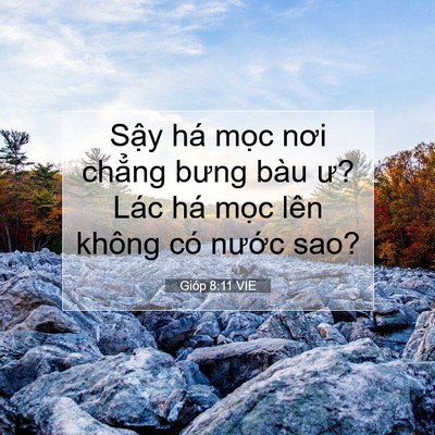 Picture 07 - Gióp 8:11 VIE - Sậy há mọc nơi chẳng bưng bàu ư? Lác - Bible Verse Picture