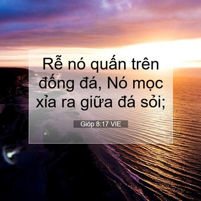 Picture 07 - Gióp 8:17 VIE - Rễ nó quấn trên đống đá, Nó mọc - Bible Verse Picture
