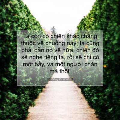 Picture 07 - Giăng 10:16 VIE - Ta còn có chiên khác chẳng thuộc về - Bible Verse Picture