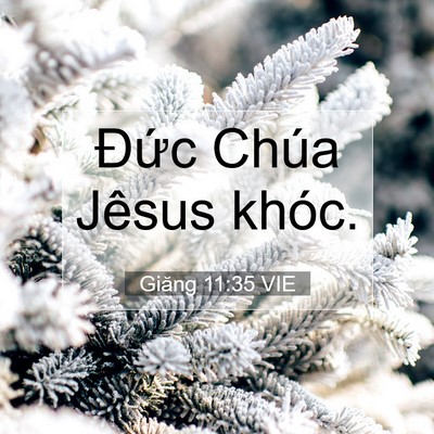 Picture 07 - Giăng 11:35 VIE - Đức Chúa Jêsus - Bible Verse Picture