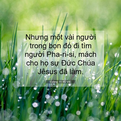 Picture 07 - Giăng 11:46 VIE - Nhưng một vài người trong bọn đó đi - Bible Verse Picture