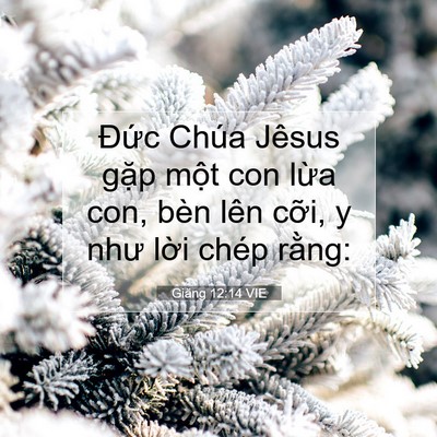 Picture 07 - Giăng 12:14 VIE - Đức Chúa Jêsus gặp một con lừa con, - Bible Verse Picture