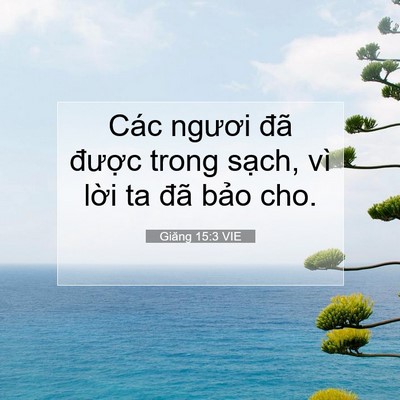 Picture 07 - Giăng 15:3 VIE - Các ngươi đã được trong sạch, vì - Bible Verse Picture