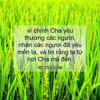 Picture 07 - Giăng 16:27 VIE - vì chính Cha yêu thương các ngươi, nhân - Bible Verse Picture