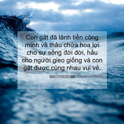 Picture 07 - Giăng 4:36 VIE - Con gặt đã lãnh tiền công mình và thâu - Bible Verse Picture