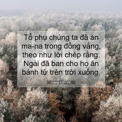 Picture 07 - Giăng 6:31 VIE - Tổ phụ chúng ta đã ăn ma-na trong đồng - Bible Verse Picture