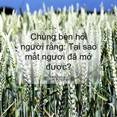 Picture 07 - Giăng 9:10 VIE - Chúng bèn hỏi người rằng: Tại sao - Bible Verse Picture