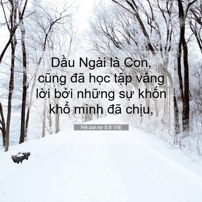 Picture 07 - Hê-bơ-rơ 5:8 VIE - Dầu Ngài là Con, cũng đã học tập vâng - Bible Verse Picture