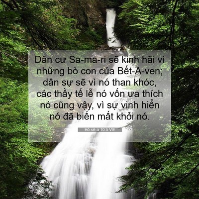 Picture 07 - Hô-sê-a 10:5 VIE - Dân cư Sa-ma-ri sẽ kinh hãi vì những bò - Bible Verse Picture