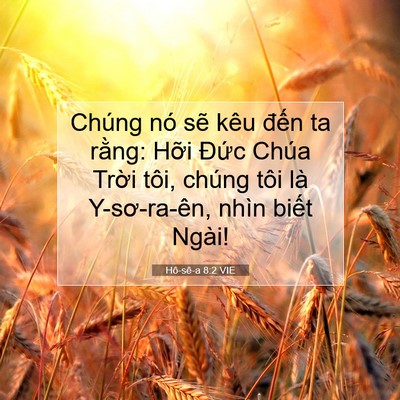 Picture 07 - Hô-sê-a 8:2 VIE - Chúng nó sẽ kêu đến ta rằng: Hỡi - Bible Verse Picture