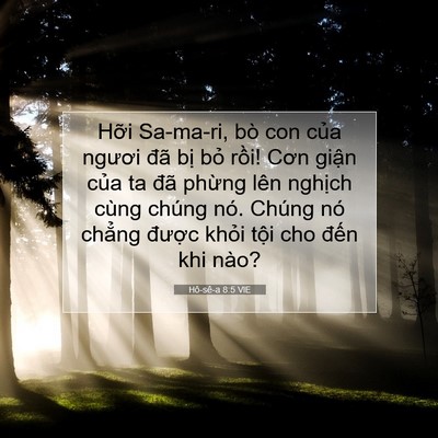 Picture 07 - Hô-sê-a 8:5 VIE - Hỡi Sa-ma-ri, bò con của ngươi đã bị - Bible Verse Picture