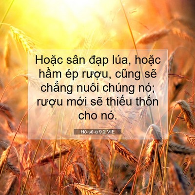 Picture 07 - Hô-sê-a 9:2 VIE - Hoặc sân đạp lúa, hoặc hầm ép - Bible Verse Picture