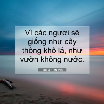 Picture 07 - I-sai-a 1:30 VIE - Vì các ngươi sẽ giống như cây thông - Bible Verse Picture