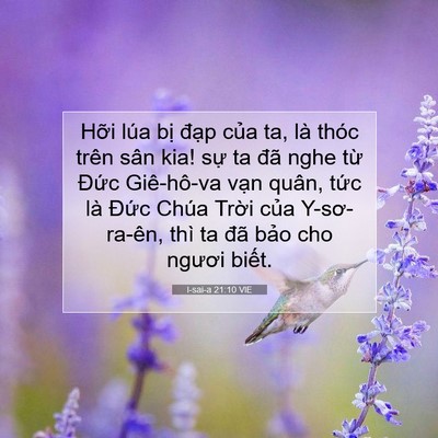 Picture 07 - I-sai-a 21:10 VIE - Hỡi lúa bị đạp của ta, là thóc trên - Bible Verse Picture