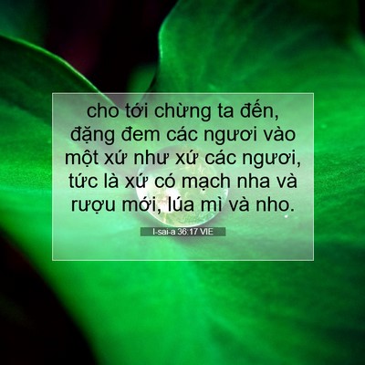 Picture 07 - I-sai-a 36:17 VIE - cho tới chừng ta đến, đặng đem các - Bible Verse Picture